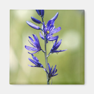 De bloesem van een kamaslelie in het district Vall Magneet