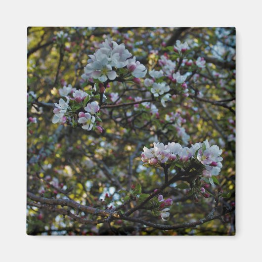 De Bloesems van Apple Magneet (Voorkant)