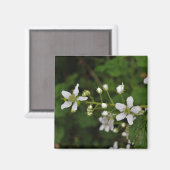 De Bloesems van Blackberry Magneet (Voorkant / Achterkant)