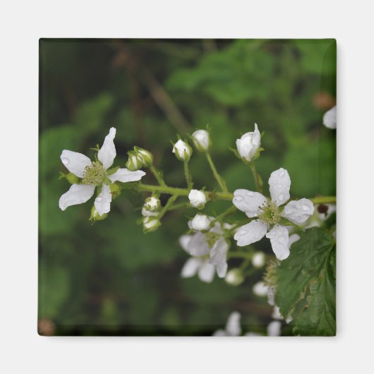 De Bloesems van Blackberry Magneet (Voorkant)
