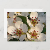 De Bloesems van de peer Briefkaart (Voorkant / Achterkant)