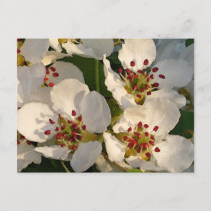 De Bloesems van de peer Briefkaart
