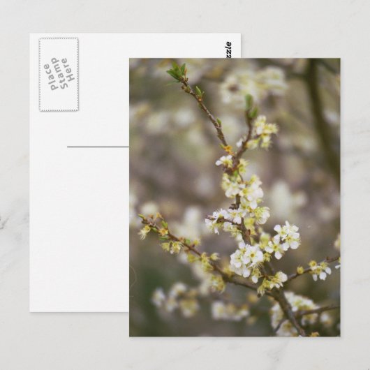 De Bloesems van de perzik Briefkaart (Voorkant / Achterkant)