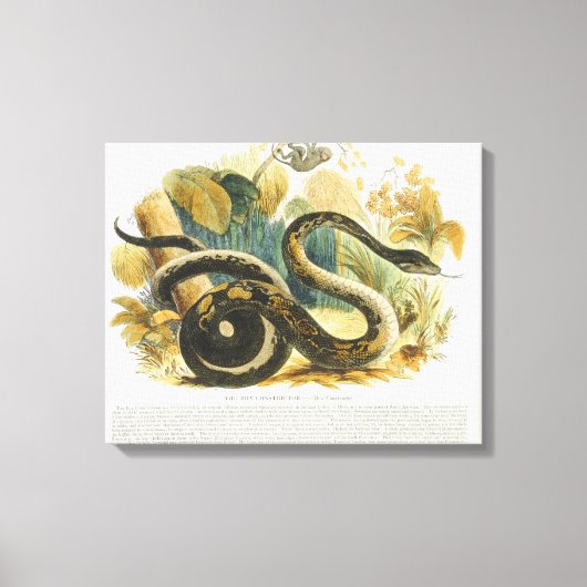 De Boa Constrictor, educatieve illustratie pub. Canvas Afdruk (Voorkant)