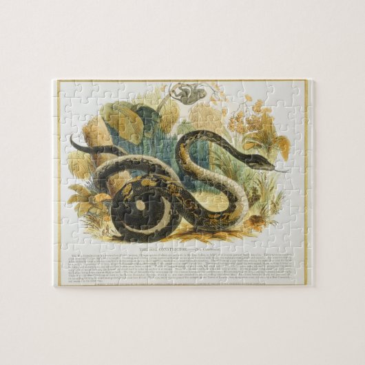 De Boa Constrictor, educatieve illustratie pub. Legpuzzel (Horizontaal)