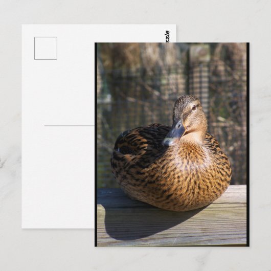 De Boardwalk Beauty Briefkaart (Voorkant / Achterkant)