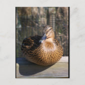 De Boardwalk Beauty Briefkaart (Voorkant)