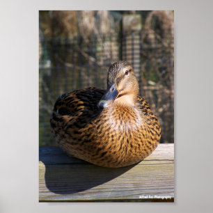 De Boardwalk Beauty Poster
