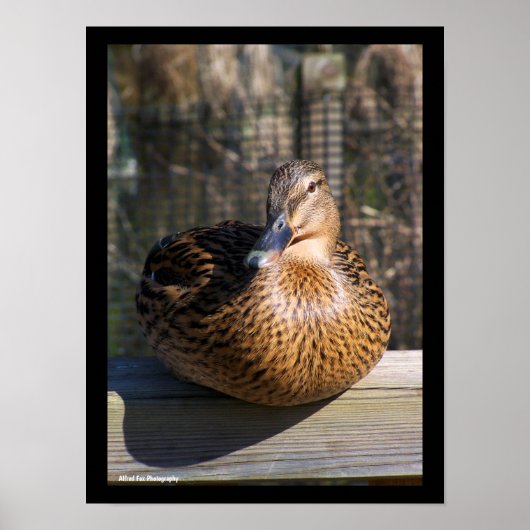 De Boardwalk Beauty Poster (Voorkant)