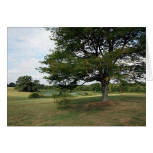 De Boerderijen van Shelby