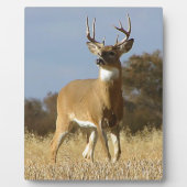 De Bok van Whitetail van de herfst Fotoplaat (Voorkant)