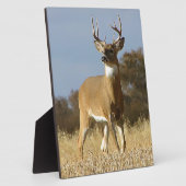 De Bok van Whitetail van de herfst Fotoplaat (Zijkant)