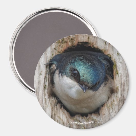 De boom slikt in een Nestbox Magneet (Voorkant / Achterkant)