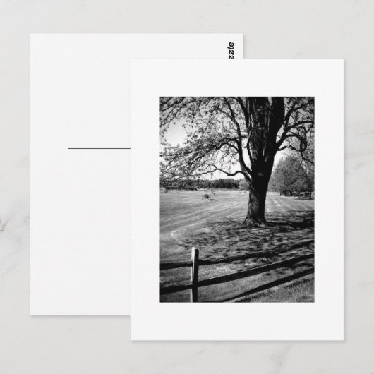 De Boom van Culver Briefkaart (Voorkant / Achterkant)