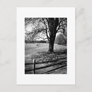 De Boom van Culver Briefkaart