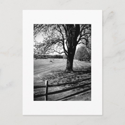 De Boom van Culver Briefkaart (Voorkant)