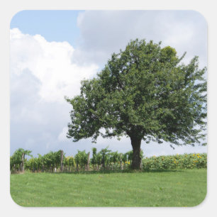 De Boom van de kers in de Zomer Vierkante Sticker