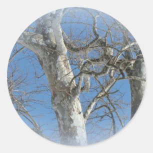 De Boom van de sycomoor tegen de Punten van de Ronde Sticker