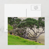 De boom van de verwarring briefkaart (Voorkant / Achterkant)