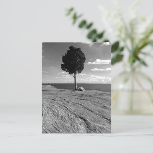 De Boom van Phoenix van het fort Briefkaart (Staand voorkant)