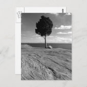 De Boom van Phoenix van het fort Briefkaart (Voorkant / Achterkant)