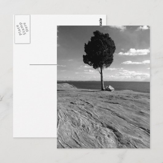 De Boom van Phoenix van het fort Briefkaart (Voorkant / Achterkant)