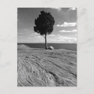 De Boom van Phoenix van het fort Briefkaart