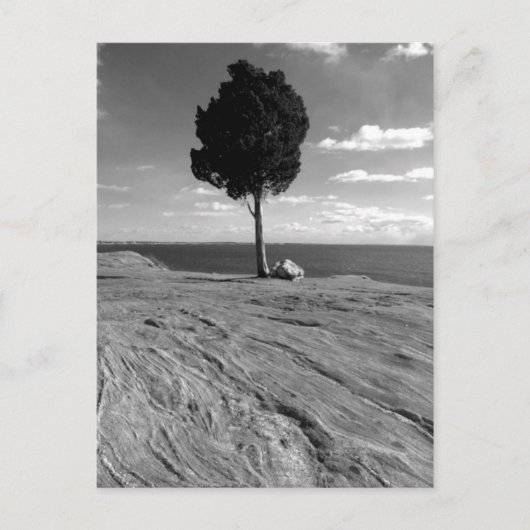 De Boom van Phoenix van het fort Briefkaart (Voorkant)