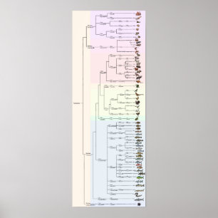 De boom van Yum: Animalia Print