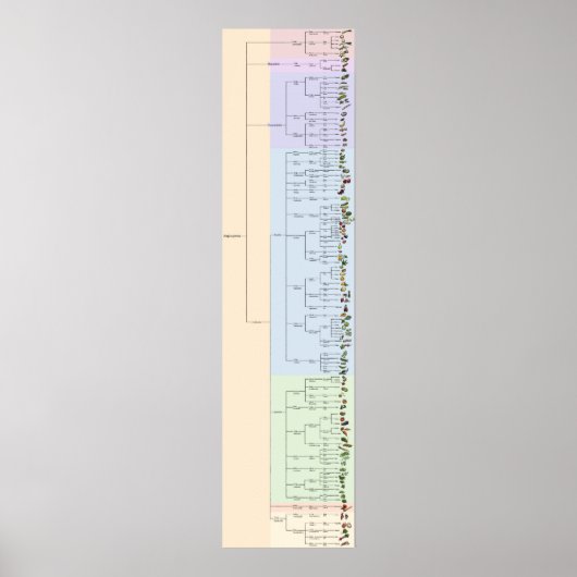 De boom van Yum: Plantae Poster (Voorkant)