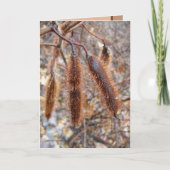 De borstelige Peulen van het Zaad van de Kaart (Voorkant)