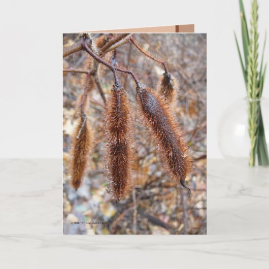 De borstelige Peulen van het Zaad van de Kaart (Voorkant)