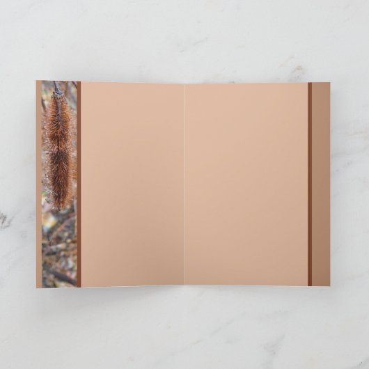 De borstelige Peulen van het Zaad van de Kaart (Binnen)