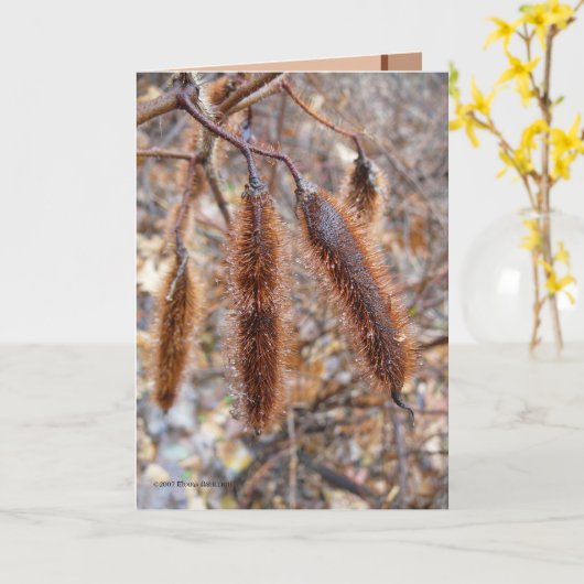 De borstelige Peulen van het Zaad van de Kaart (Gele Bloem)