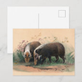 De Bosch-Vark van Joseph Wolf Briefkaart (Voorkant / Achterkant)