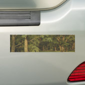 De bosreiniging (Woodland Landscape Scene) Bumpersticker (Op auto)