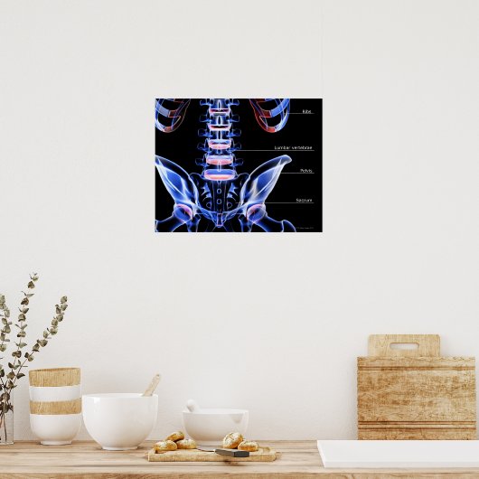 De botten van de onderrug poster (Keuken)