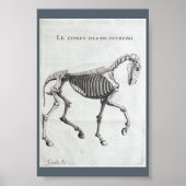 De botten van een paard poster (Voorkant)