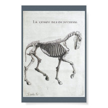 De botten van een paard