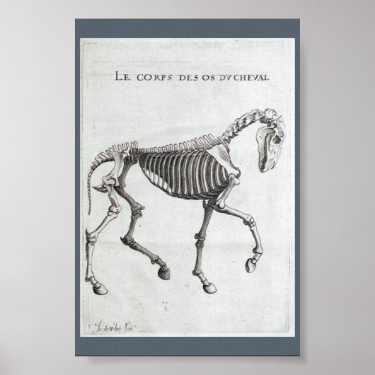 De botten van een paard poster (Voorkant)