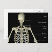 De botten van het bovenlichaam briefkaart (Voorkant / Achterkant)