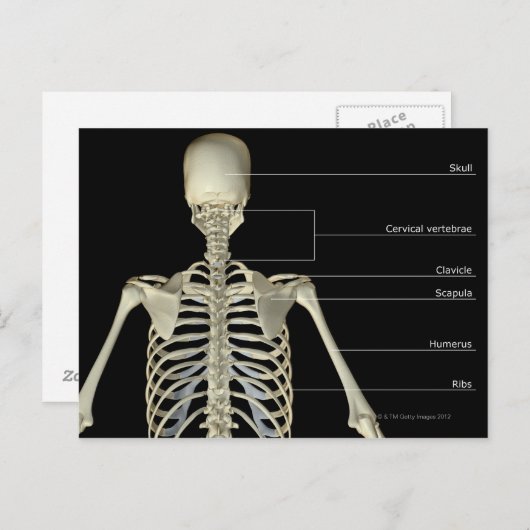 De botten van het bovenlichaam briefkaart (Voorkant / Achterkant)