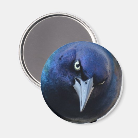 De boze grackle magneet (Voorkant / Achterkant)