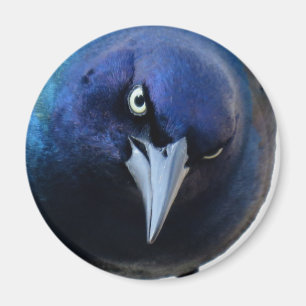 De boze grackle magneet