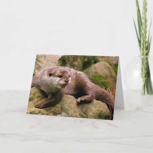 De boze Wenskaarten van de Otter Kaart (Voorkant)