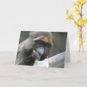 De brazza aap kaart (Gele Bloem)