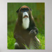 De Brazza aap Poster (Voorkant)