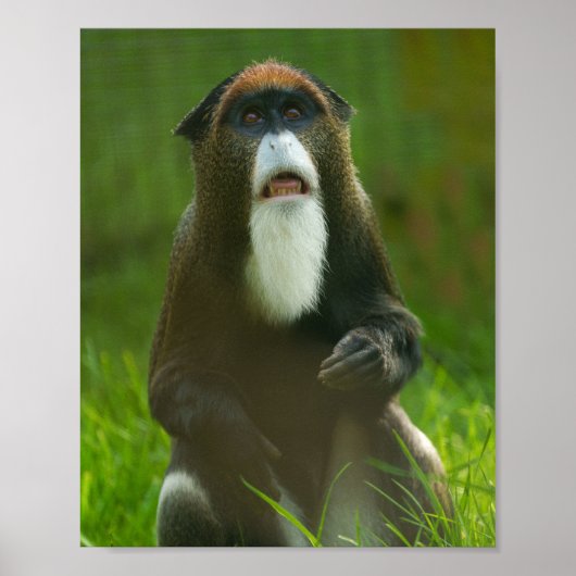De Brazza aap Poster (Voorkant)