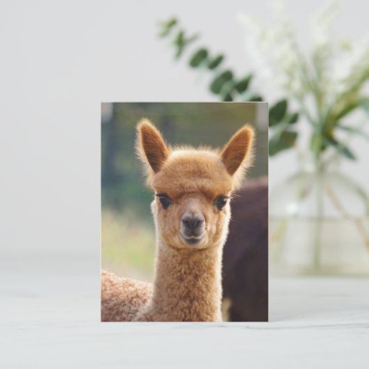 De Briefkaarten van de alpaca (Staand voorkant)
