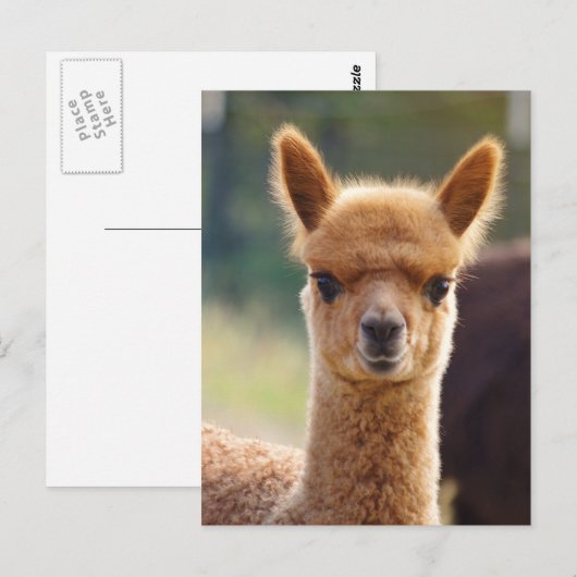 De Briefkaarten van de alpaca (Voorkant / Achterkant)